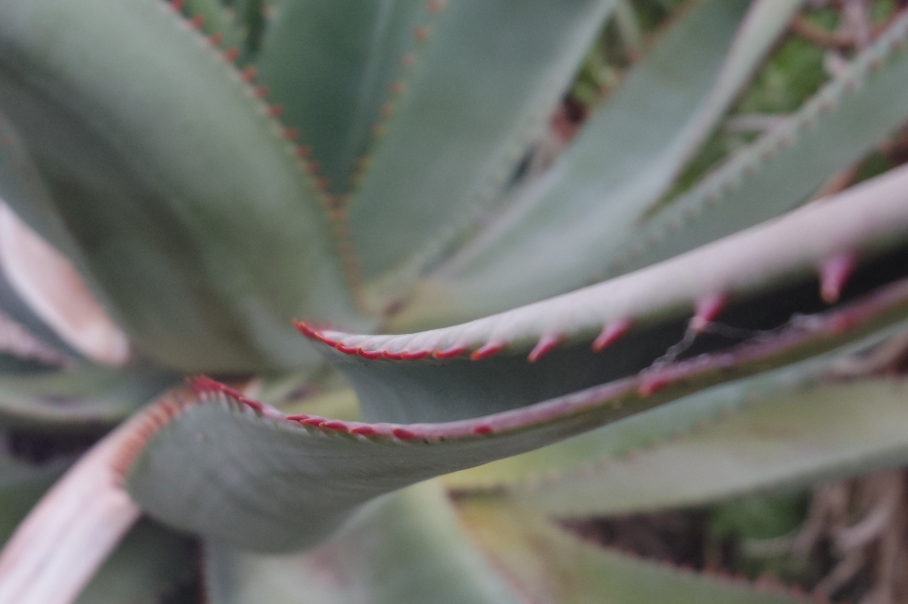 blog australie travel voyage un tour a deux flowers cactus piquant