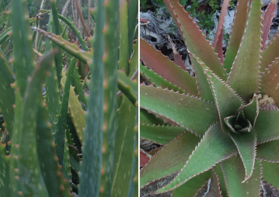 blog australie travel voyage un tour a deux flowers cactus piquants