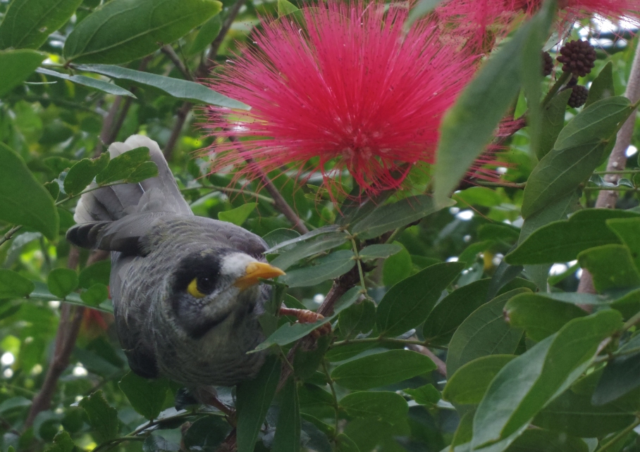 Un tour a deux travel voyage australie Sydney Flower Bird Royal Botanic Garden