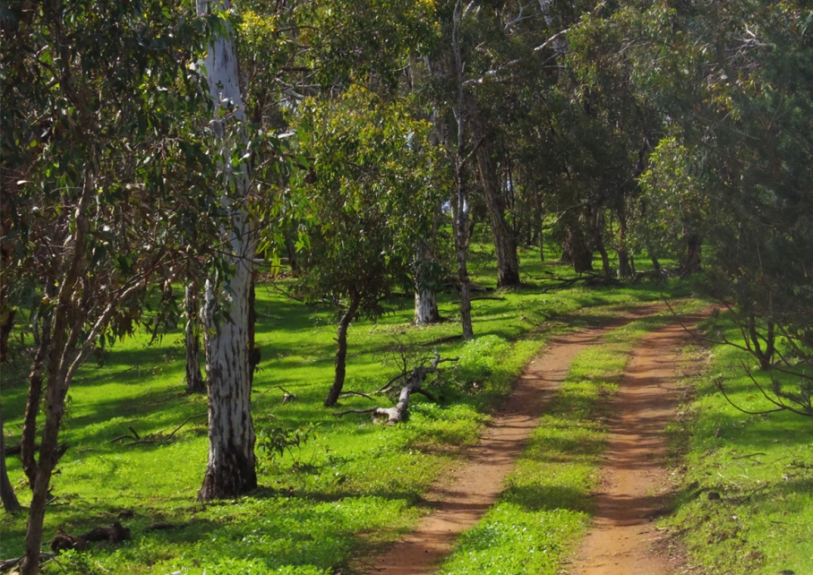 Perth Australie Voyage Blog Travel un tour a deux Trail Paruna Sanctuary Numbat track Hike Australia 10 chemin
