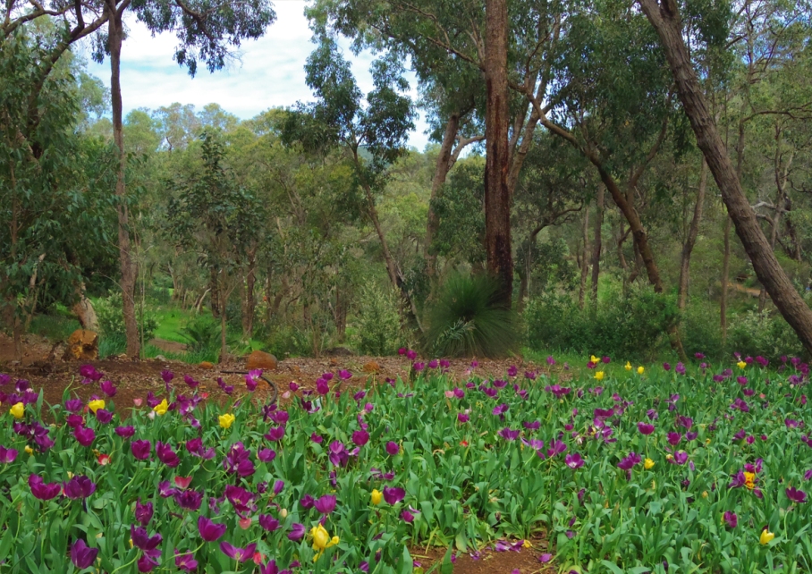 Un tour a deux blog voyage travel  perth australia botnical garden tulips
